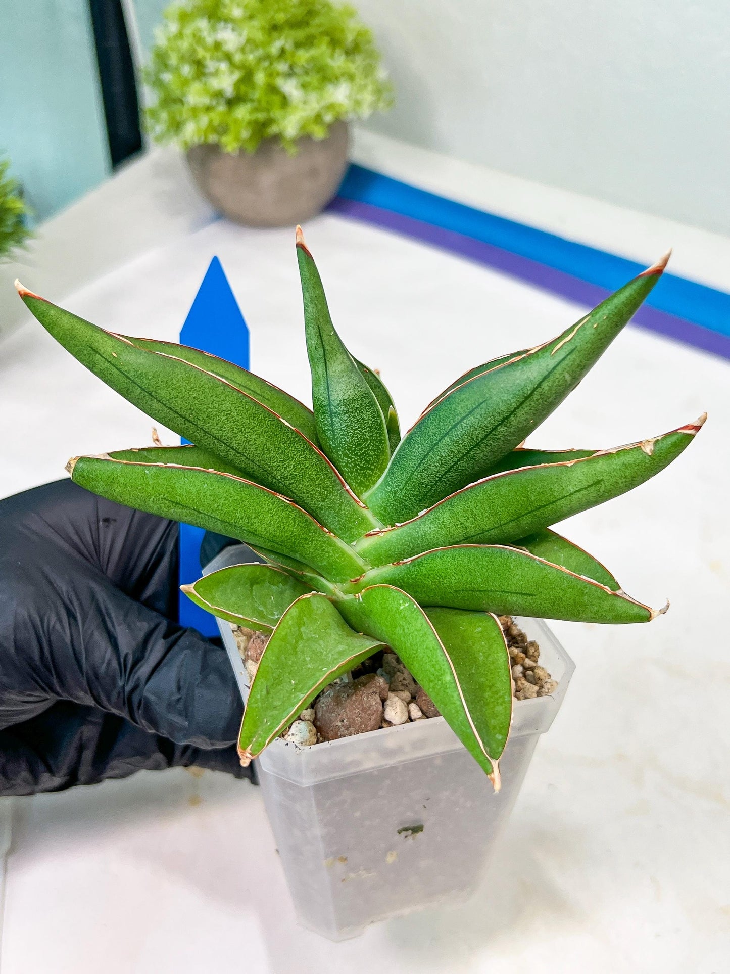 Sansevieria Robo (#H15) | Imported Plants | Rare Hybrid Species