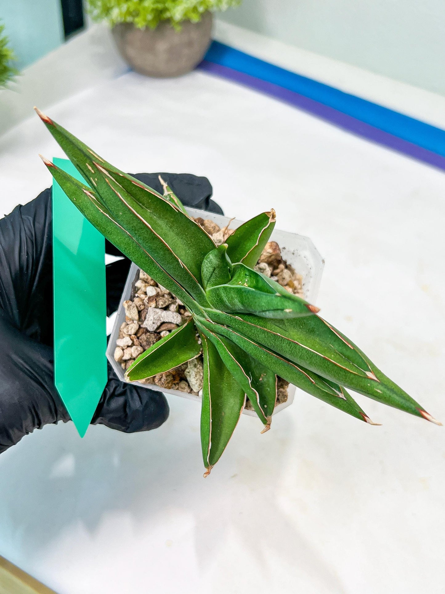 Sansevieria Robo (#H15) | Imported Plants | Rare Hybrid Species