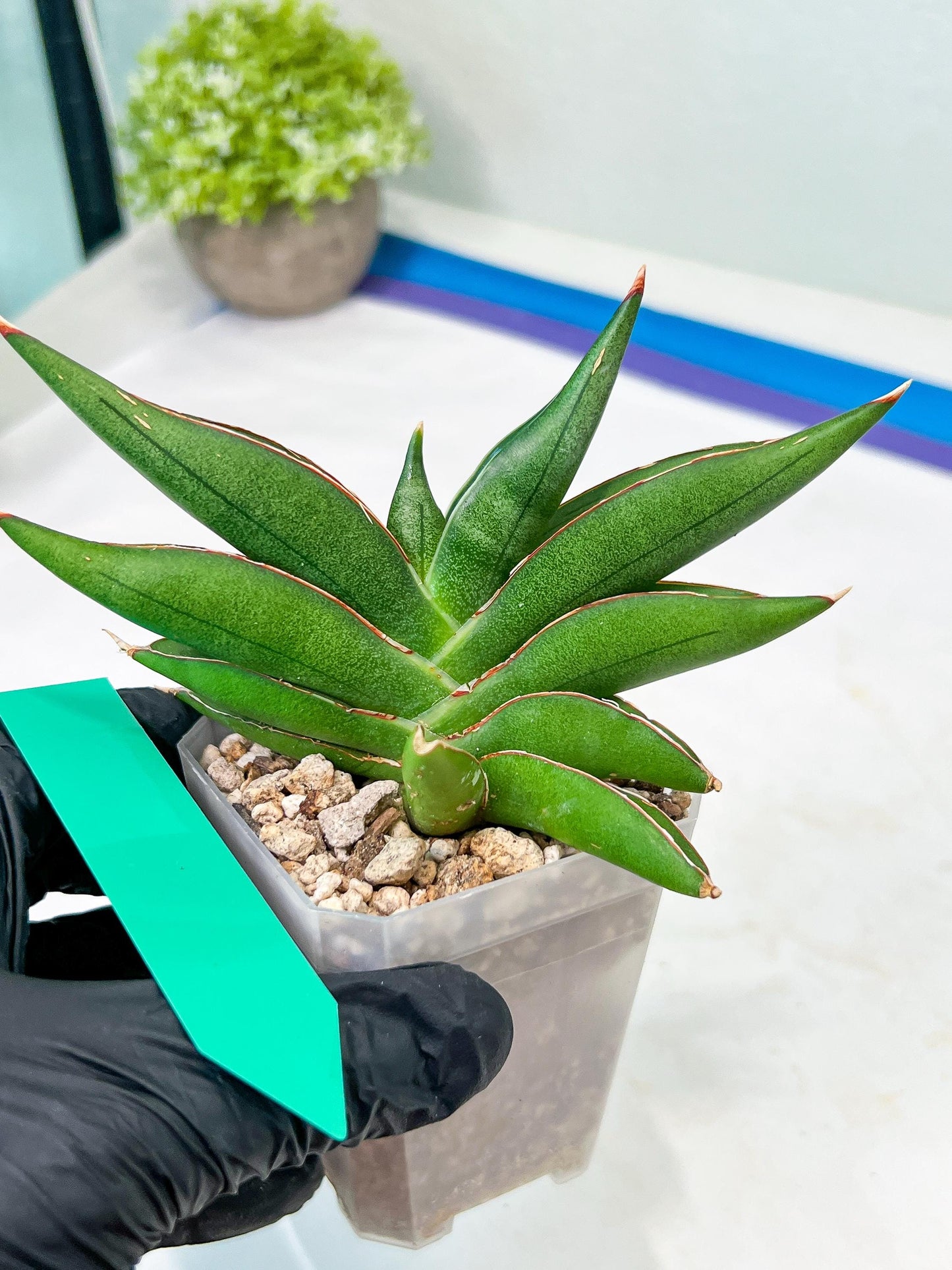 Sansevieria Robo (#H15) | Imported Plants | Rare Hybrid Species