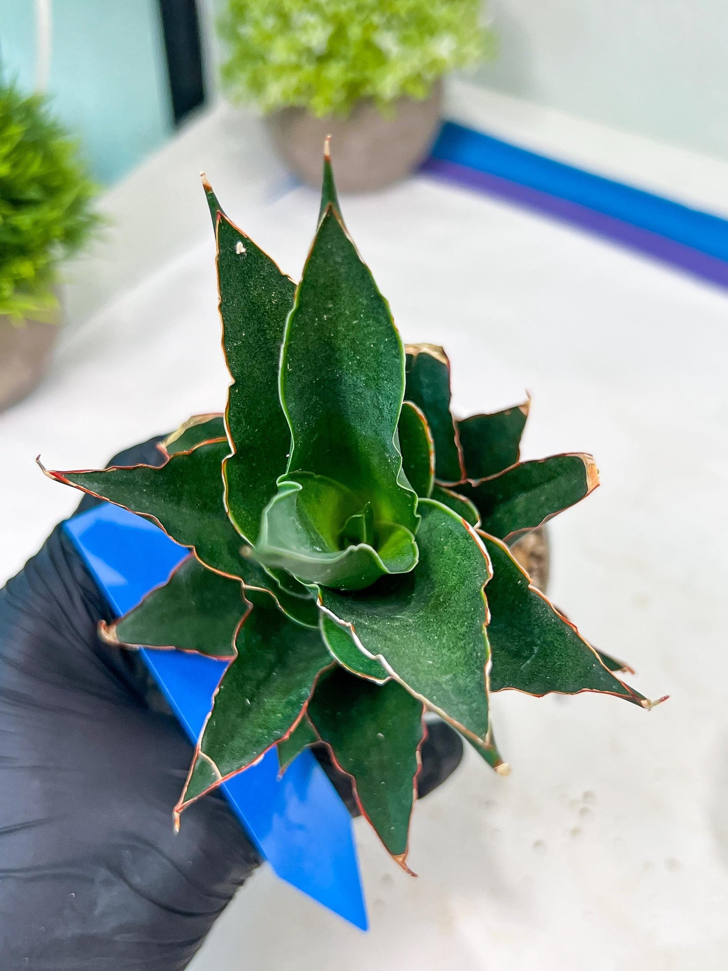 Sansevieria Marlena (H18) | Imported Plants | Rare Hybrid Species