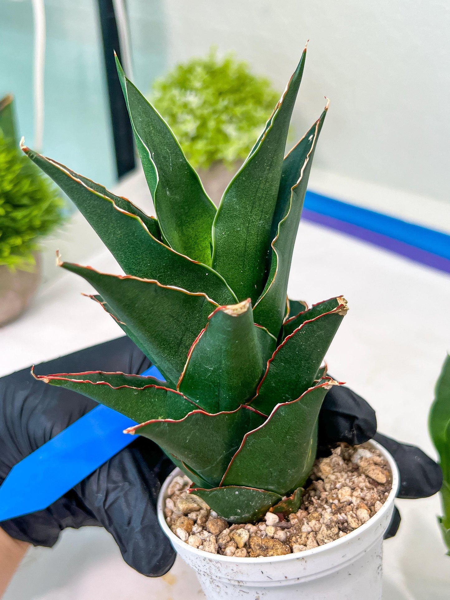 Sansevieria Marlena (H18) | Imported Plants | Rare Hybrid Species
