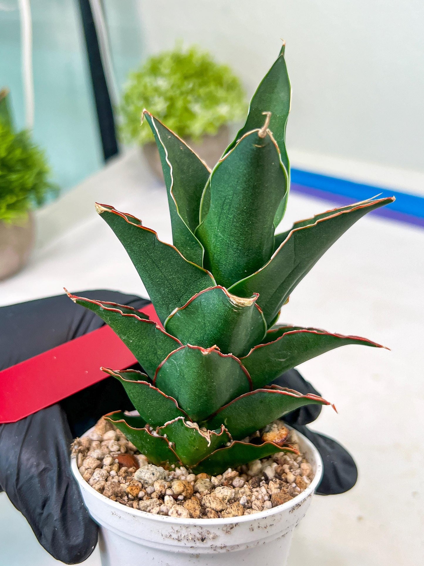 Sansevieria Marlena (H18) | Imported Plants | Rare Hybrid Species