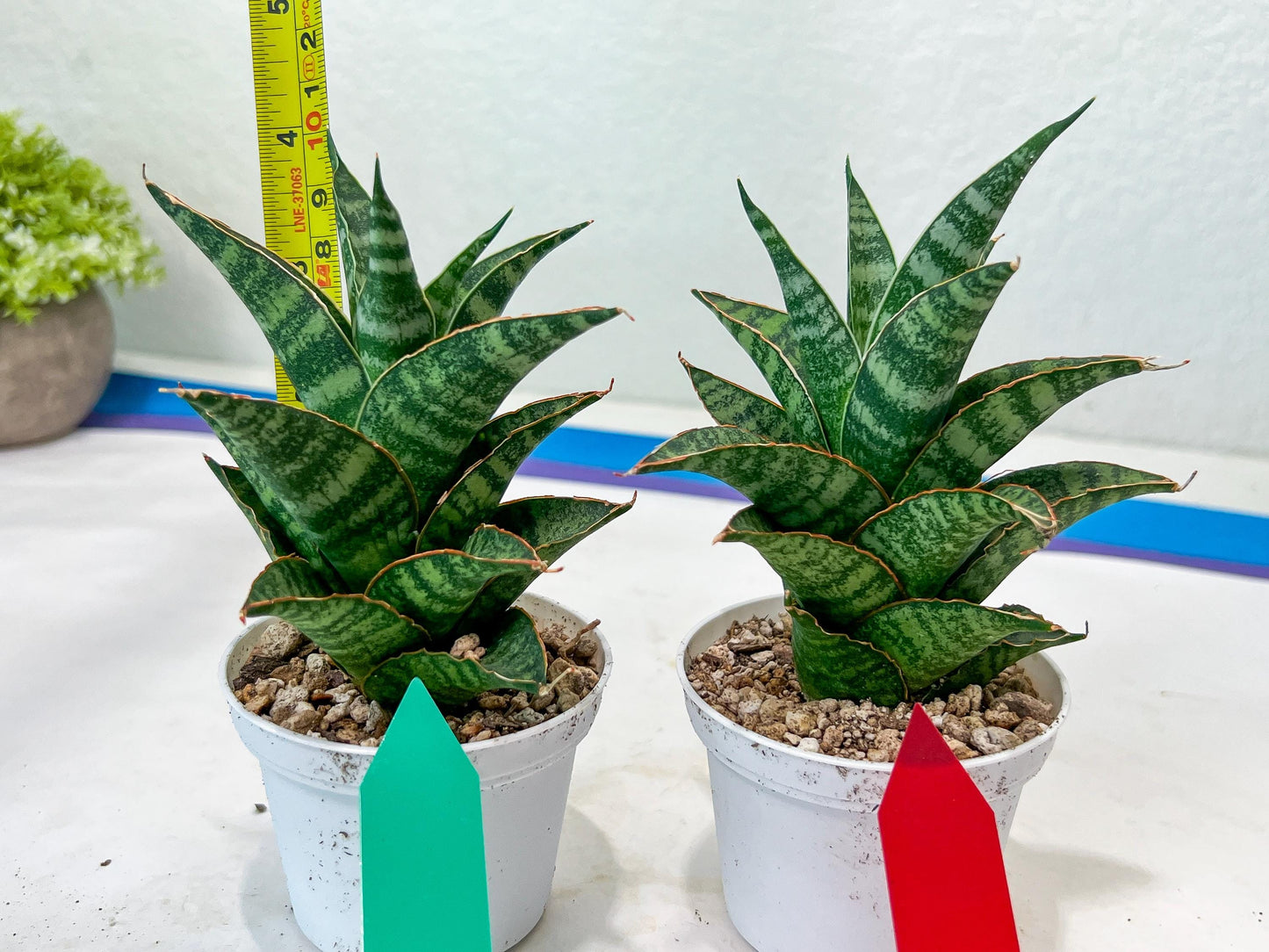 Sansevieria Teletubbies (H19) | Imported Plants