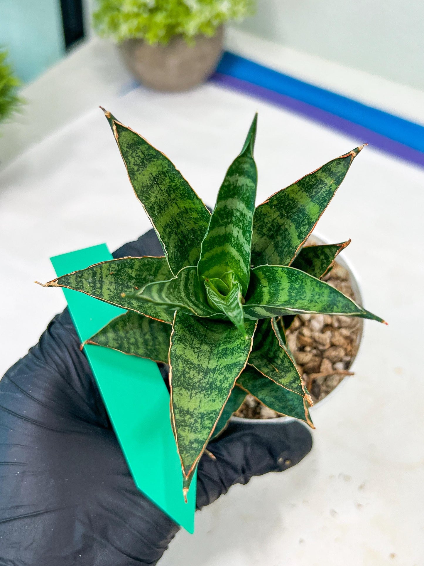 Sansevieria Teletubbies (H19) | Imported Plants