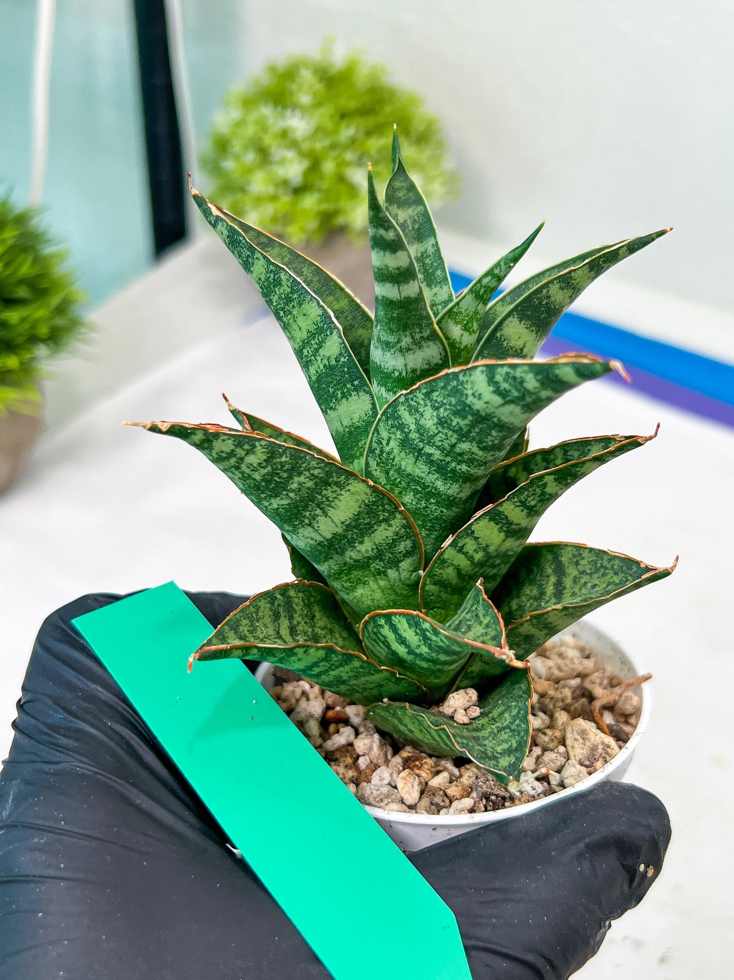 Sansevieria Teletubbies (H19) | Imported Plants