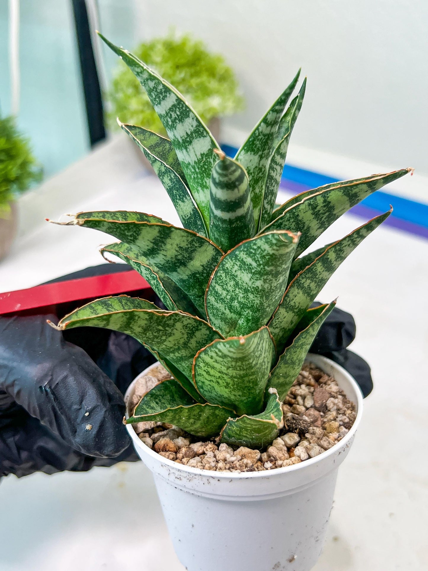 Sansevieria Teletubbies (H19) | Imported Plants