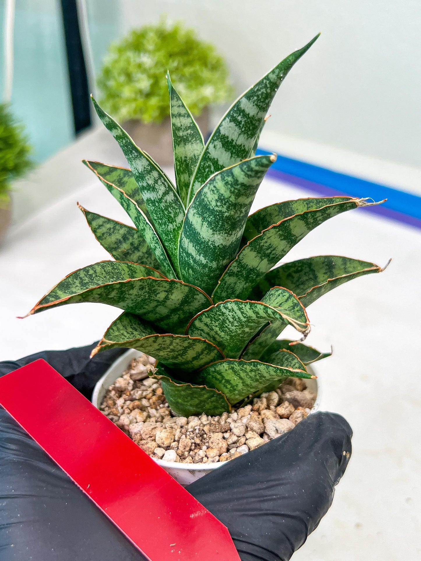 Sansevieria Teletubbies (H19) | Imported Plants