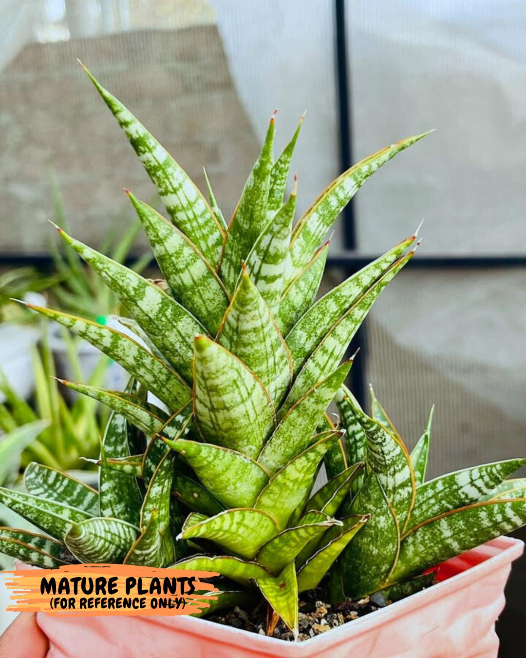 Sansevieria Teletubbies (Ha2) (18) | Imported hybrids