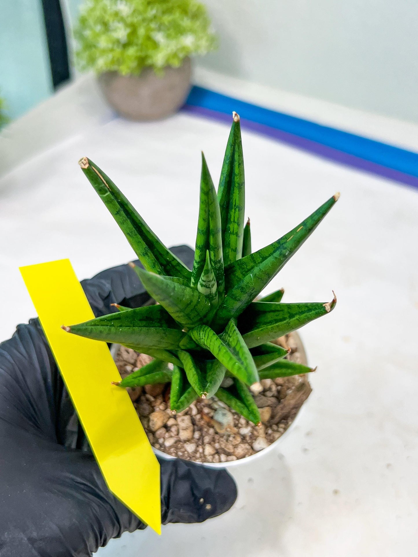 Sansevieria Tesya (H20) | Imported Plants | Rare Hybrid Species