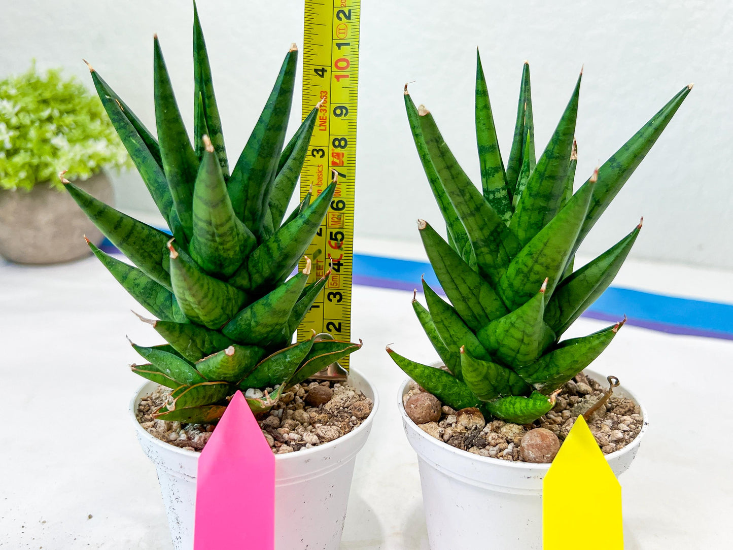 Sansevieria Tesya (H20) | Imported Plants | Rare Hybrid Species