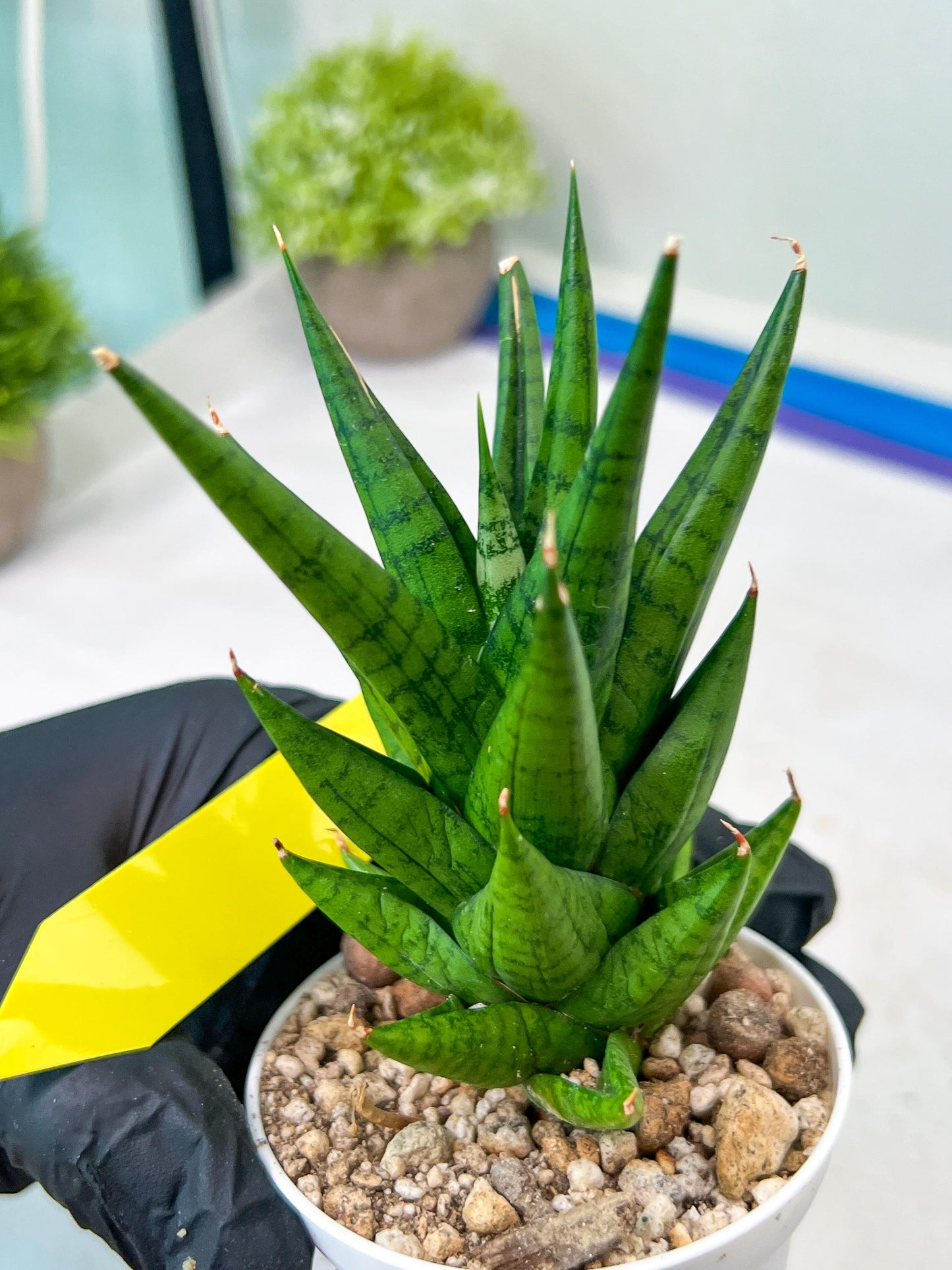 Sansevieria Tesya (H20) | Imported Plants | Rare Hybrid Species