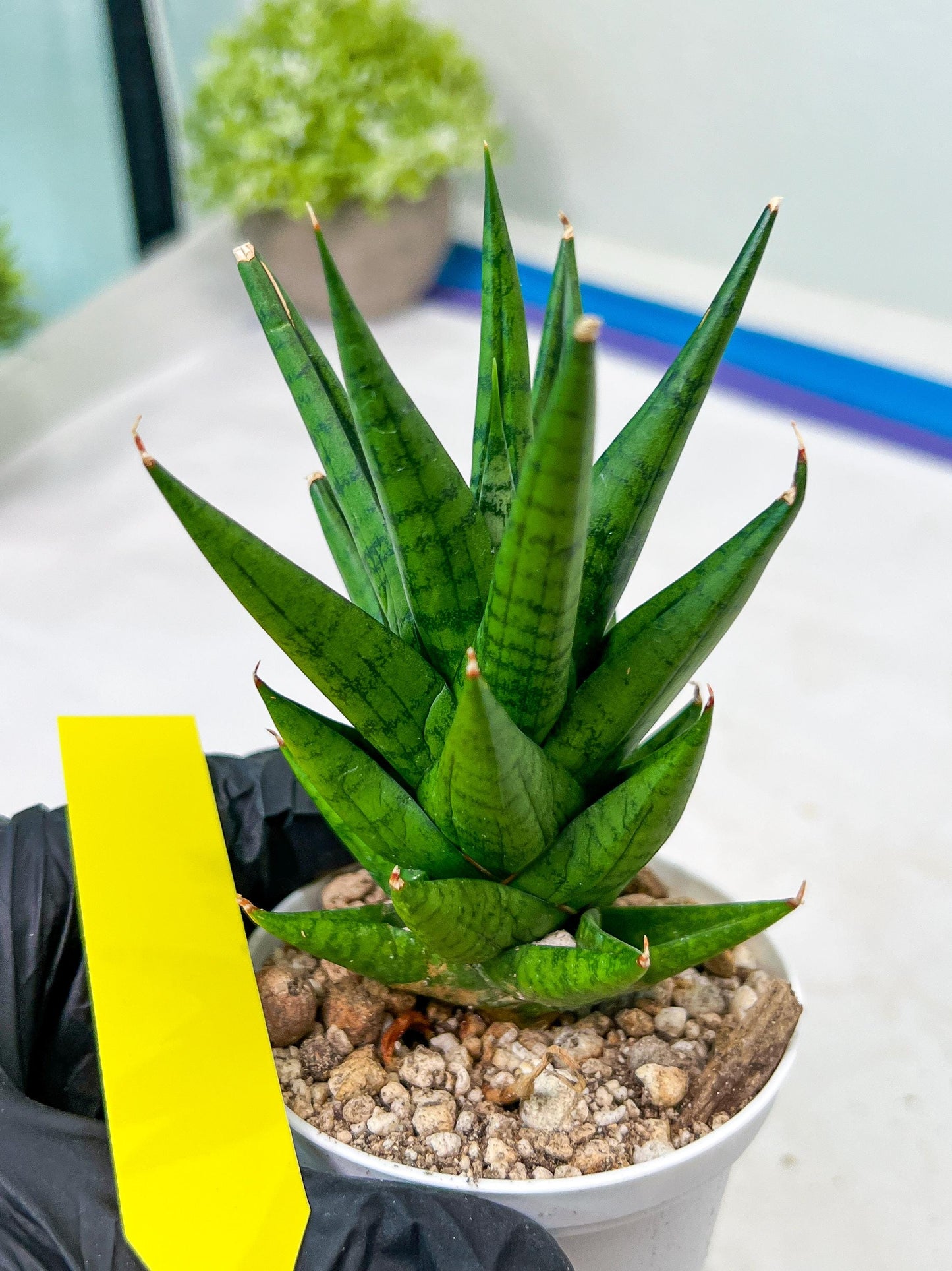 Sansevieria Tesya (H20) | Imported Plants | Rare Hybrid Species