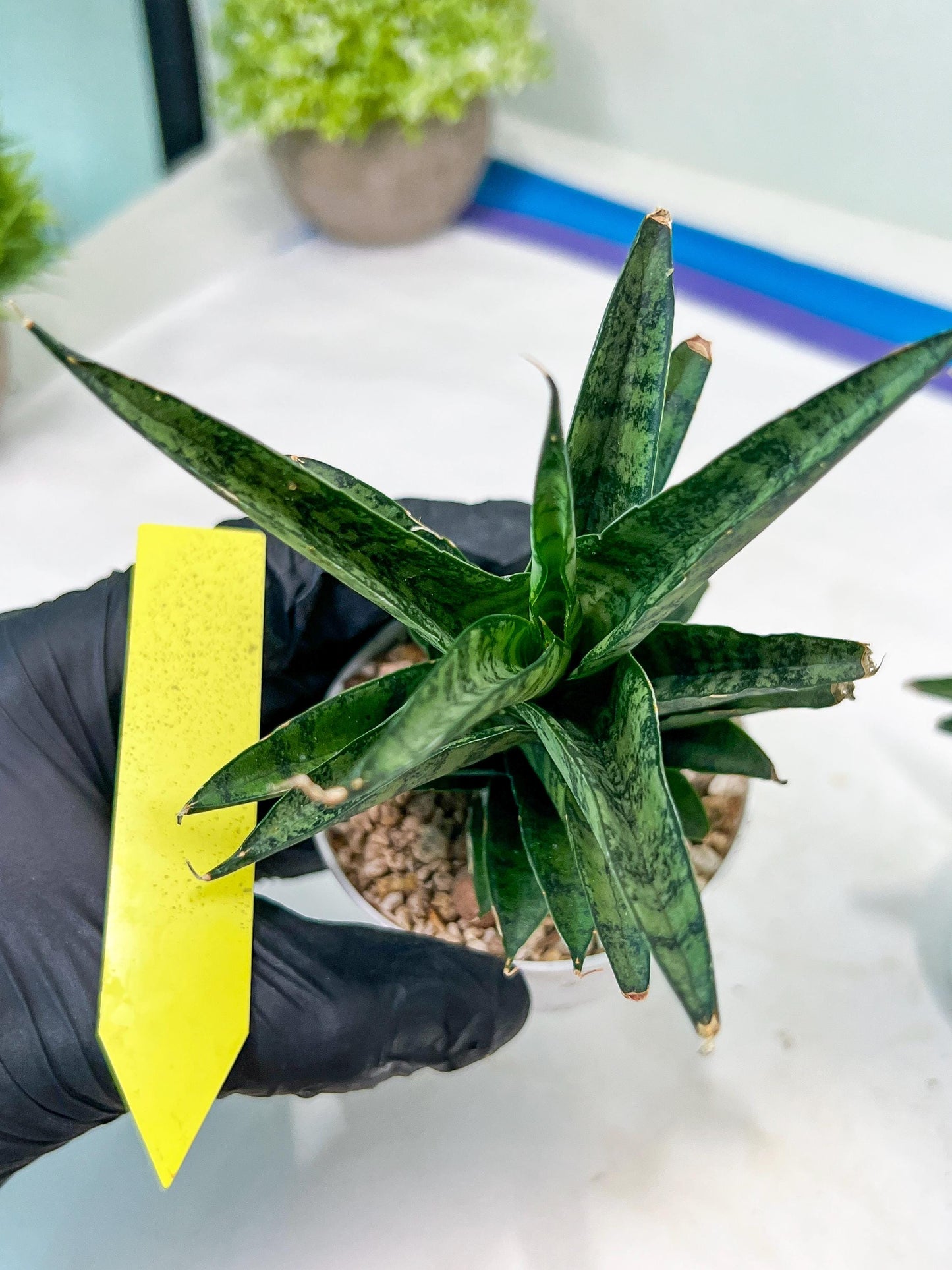Sansevieria Makayai Frosty (H21) | Imported Plants