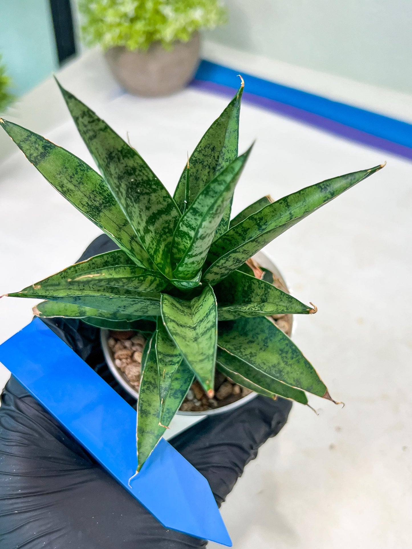 Sansevieria Makayai Frosty (H21) | Imported Plants