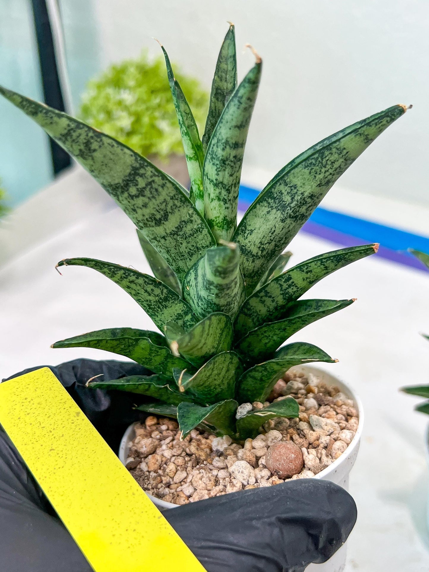 Sansevieria Makayai Frosty (H21) | Imported Plants
