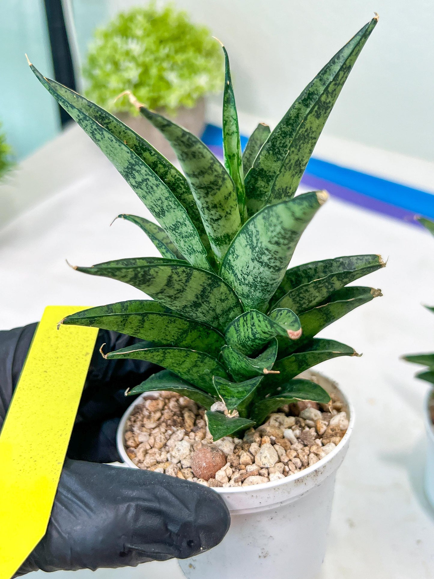 Sansevieria Makayai Frosty (H21) | Imported Plants