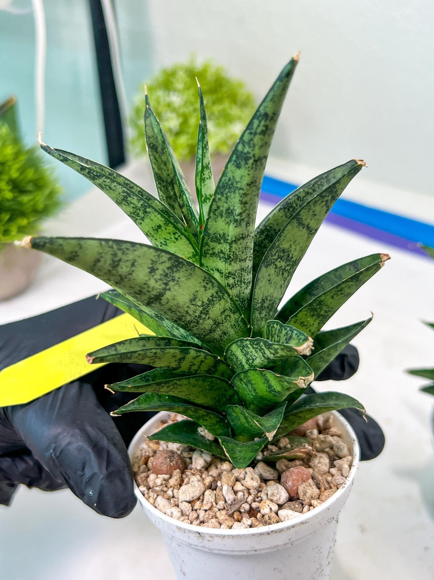 Sansevieria Makayai Frosty (H21) | Imported Plants