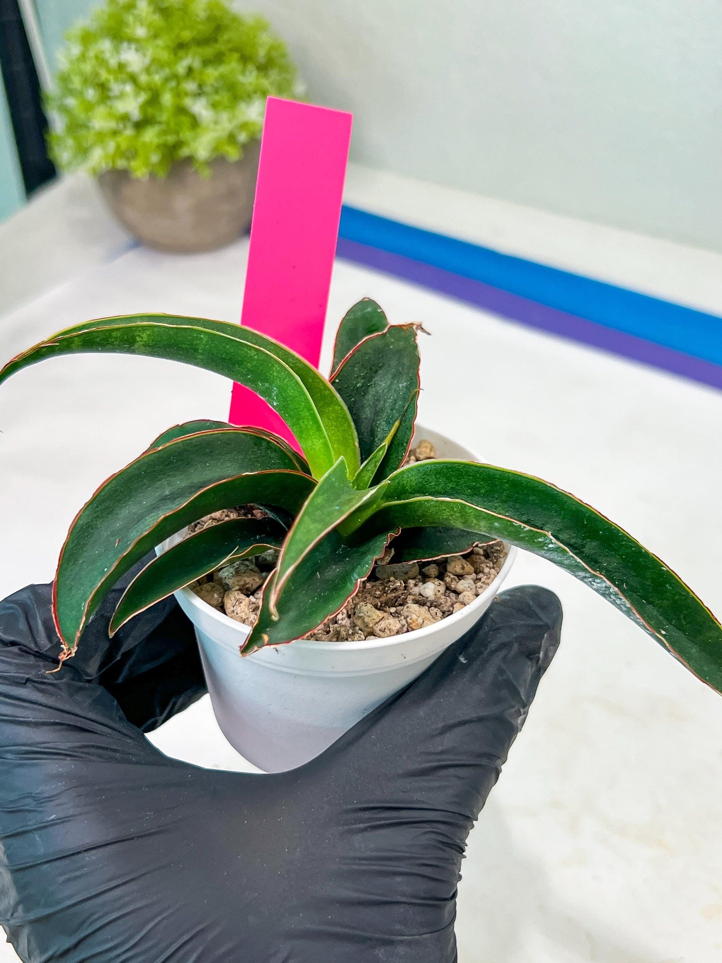 Sansevieria Aethiopica (#H22) | Imported Snake Plants