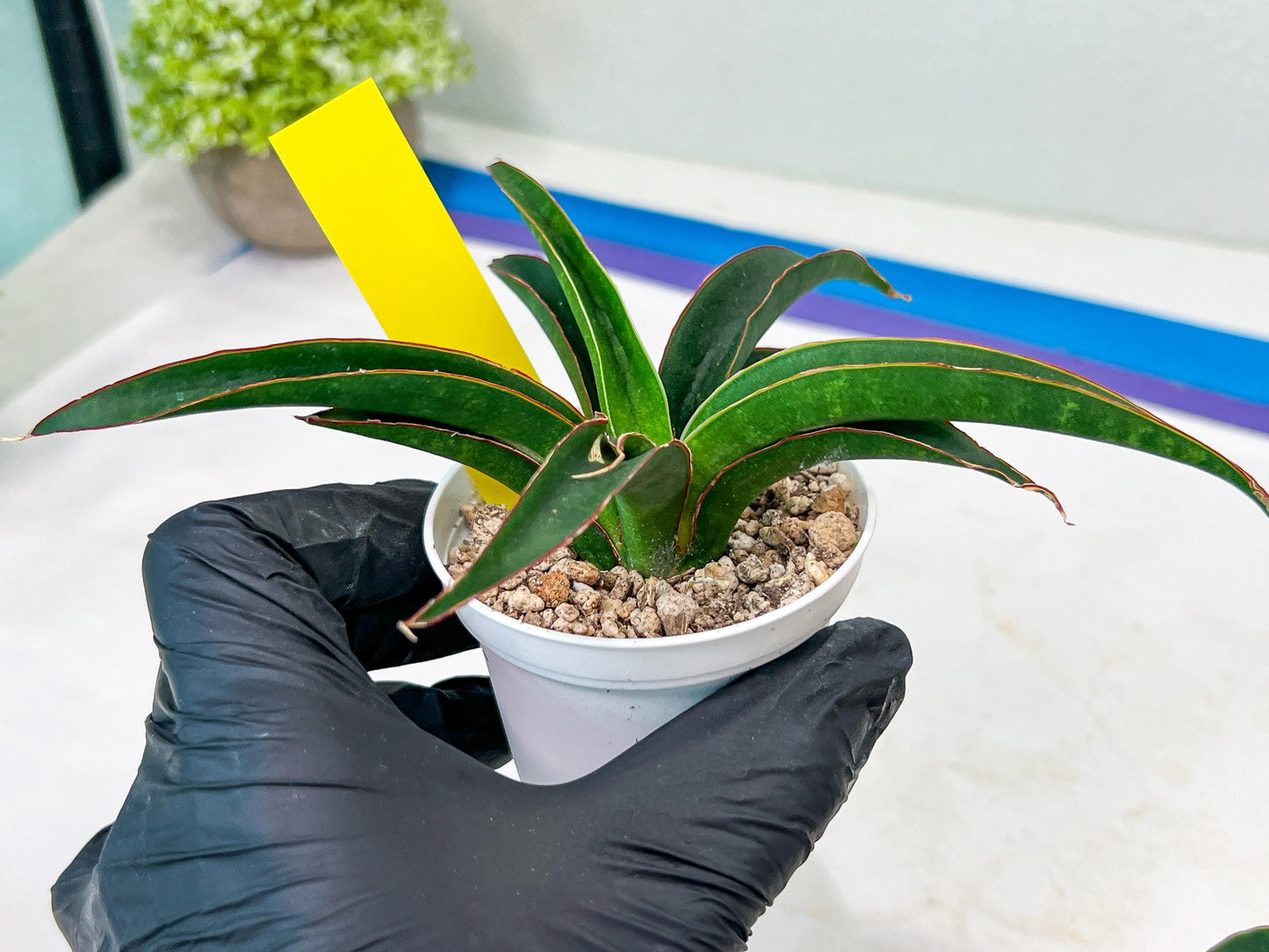 Sansevieria Aethiopica (#H22) | Imported Snake Plants