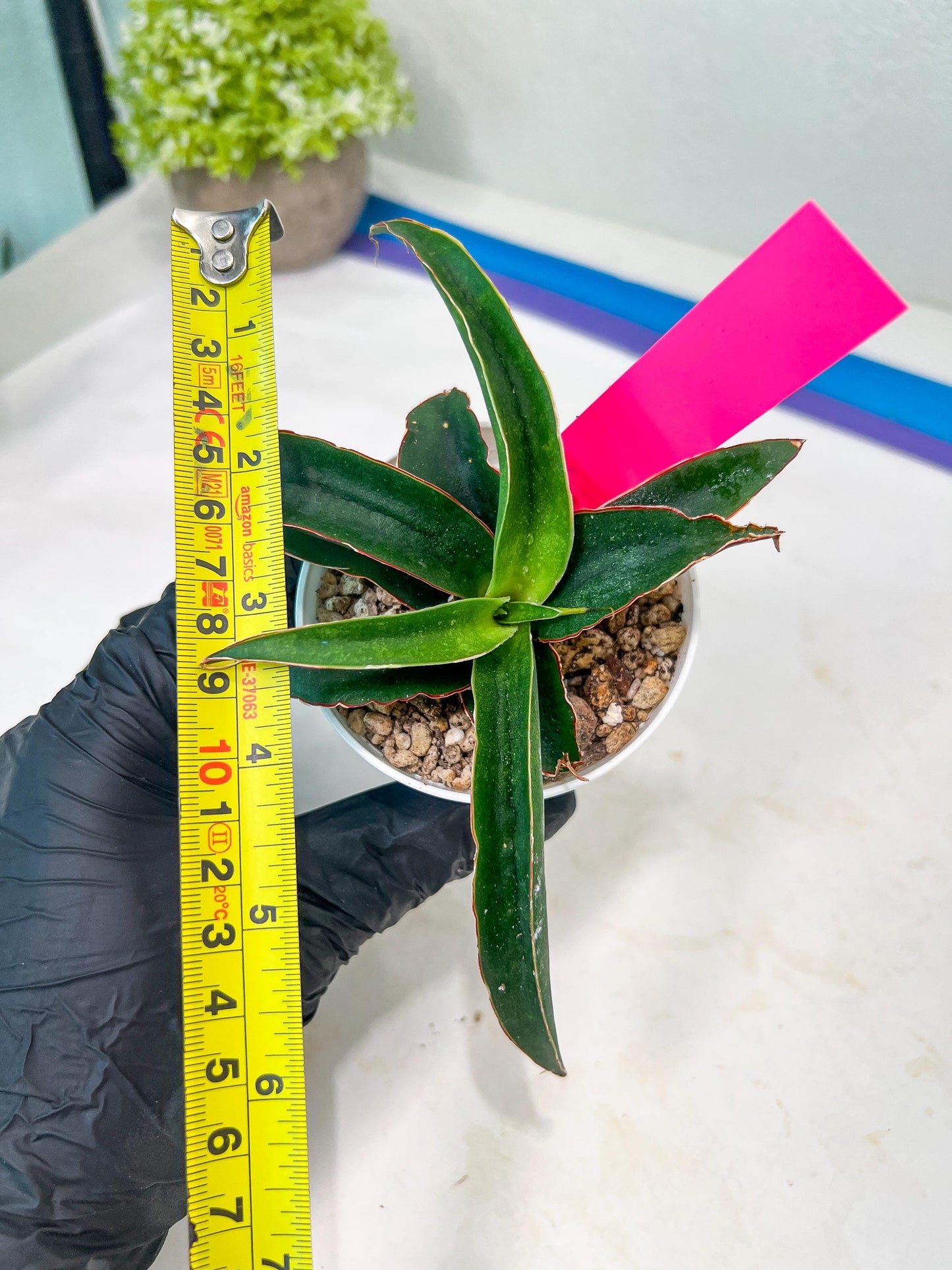 Sansevieria Aethiopica (#H22) | Imported Snake Plants