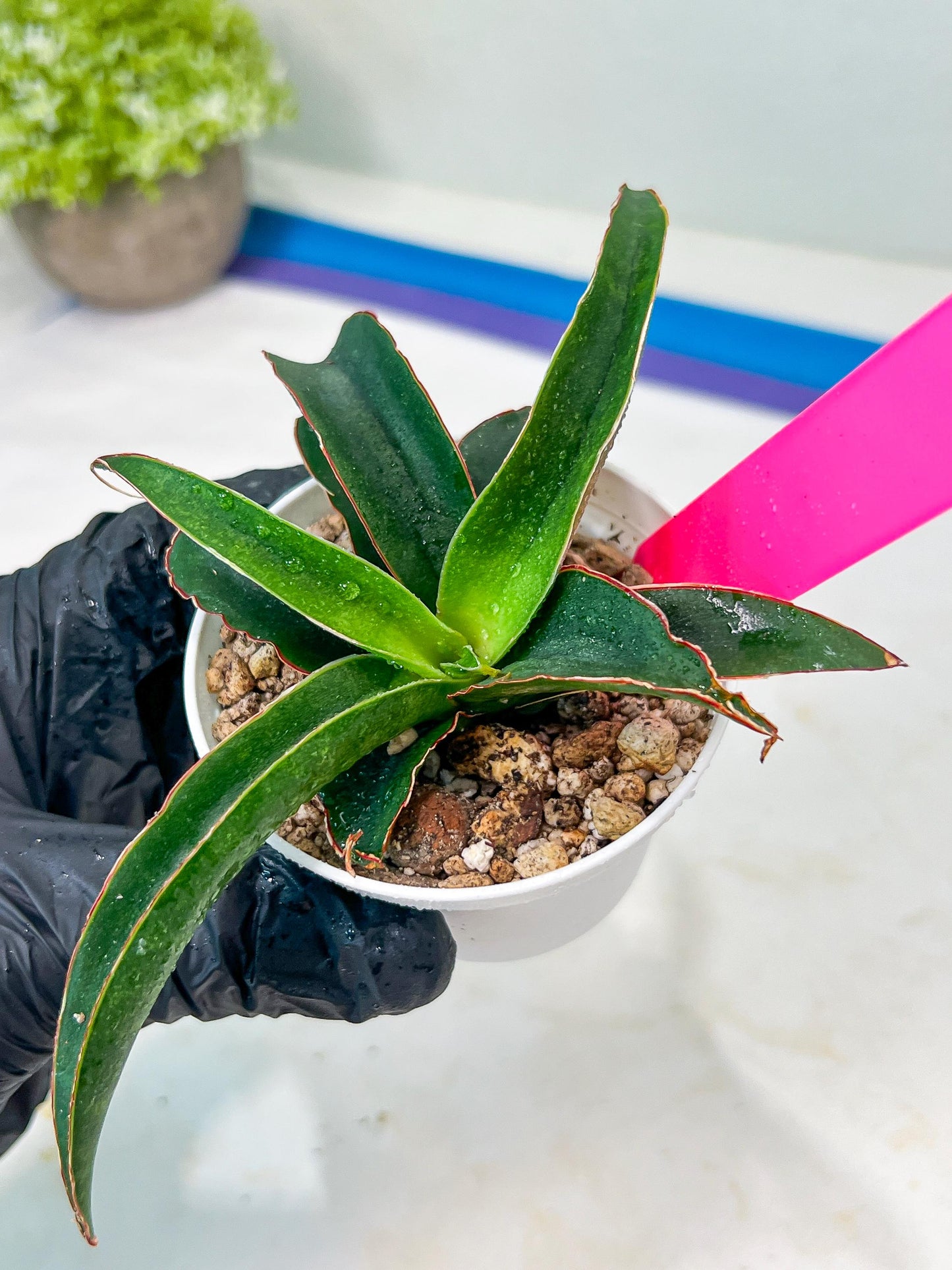 Sansevieria Aethiopica (#H22) | Imported Snake Plants