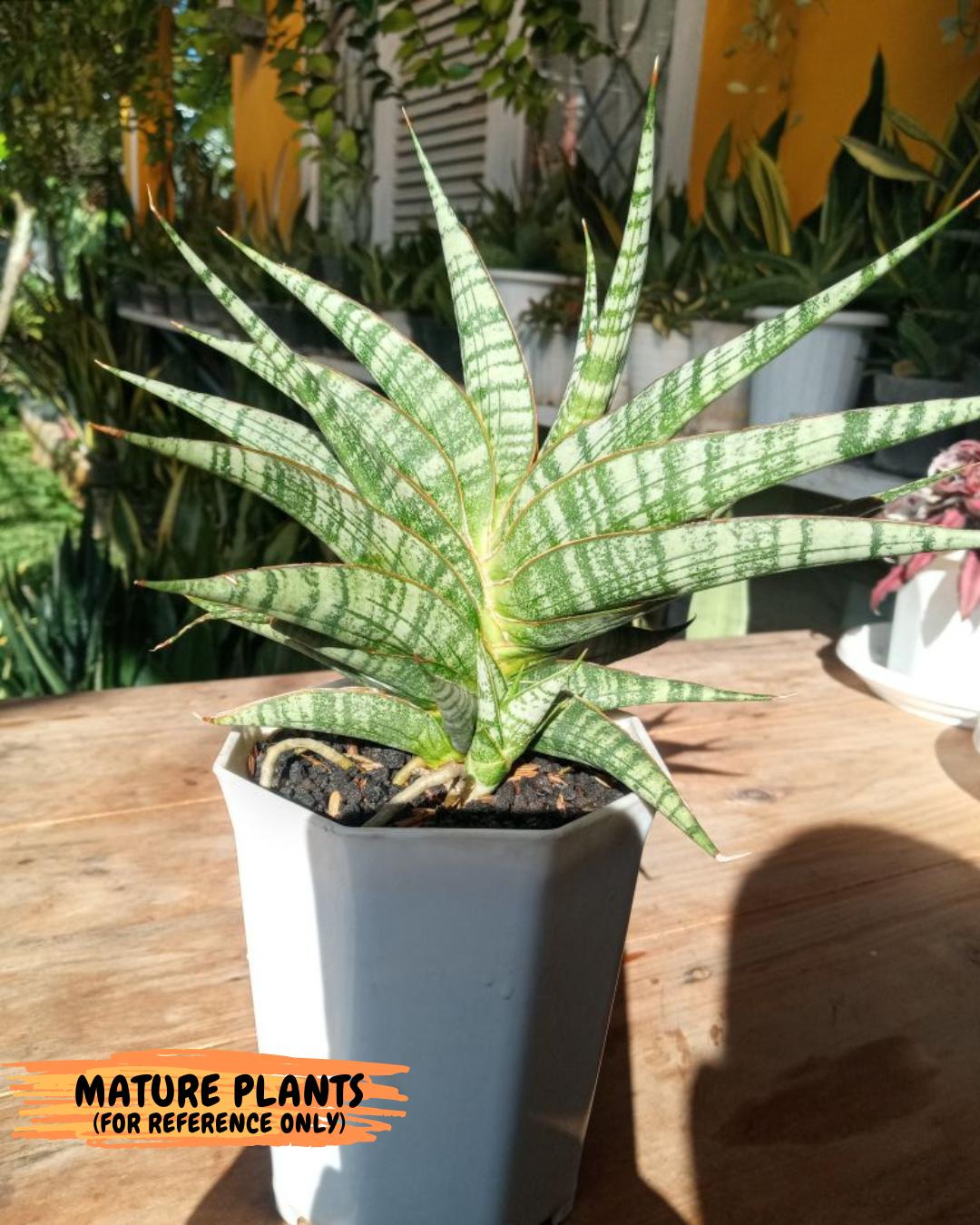 Sansevieria AFF Sindoro (H23) | Imported Hybrids