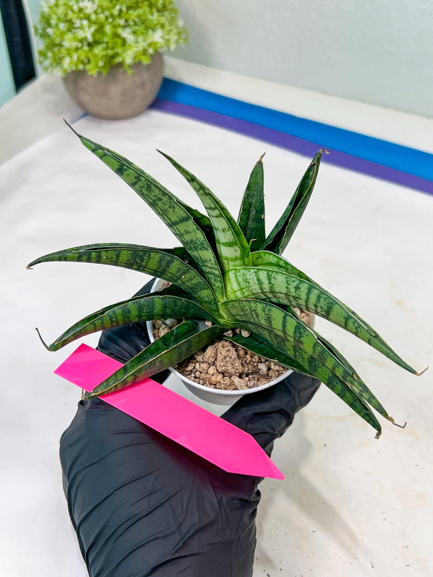 Sansevieria AFF Sindoro (H23) | Imported Hybrids
