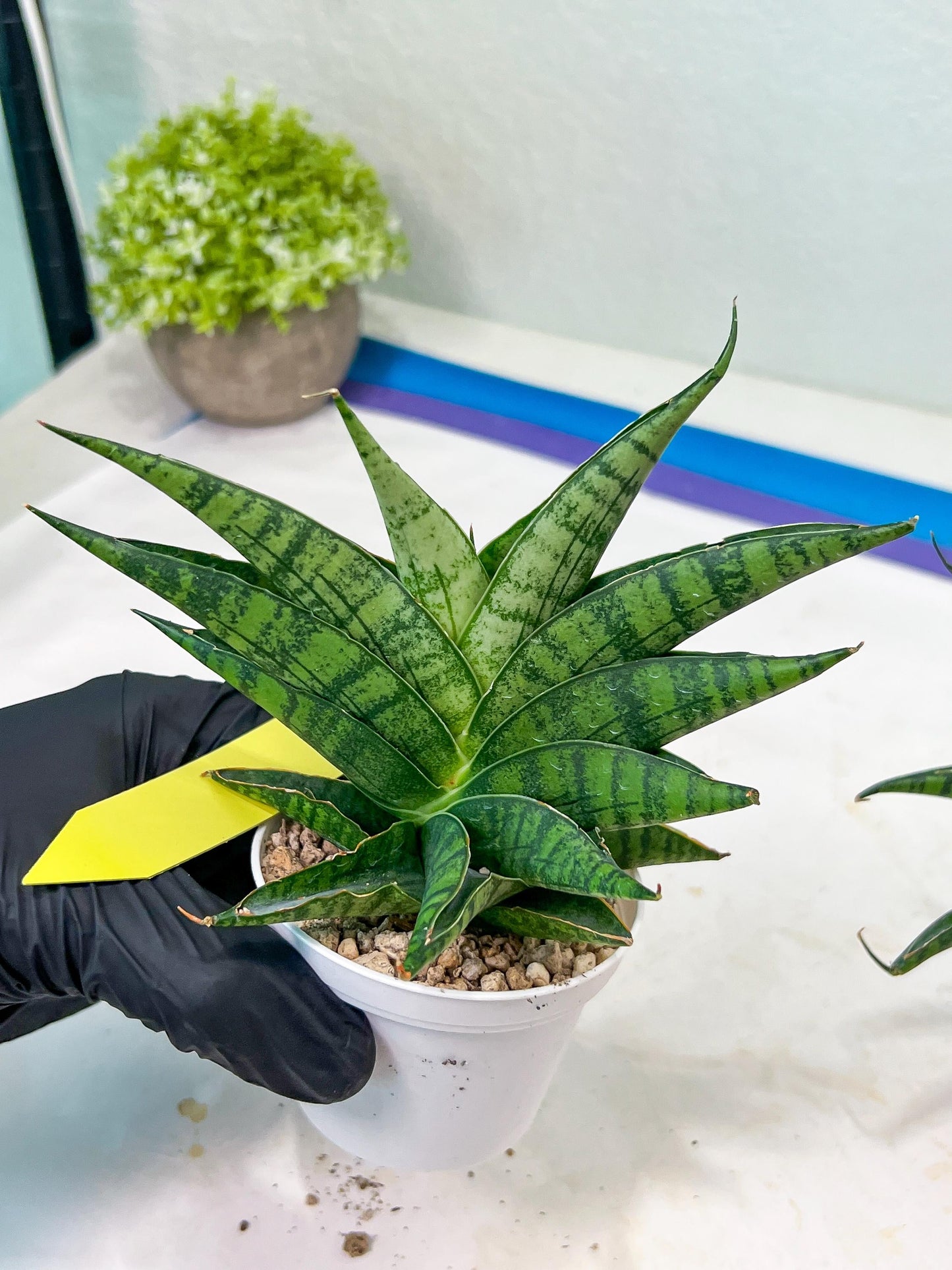 Sansevieria AFF Sindoro (H23) | Imported Hybrids