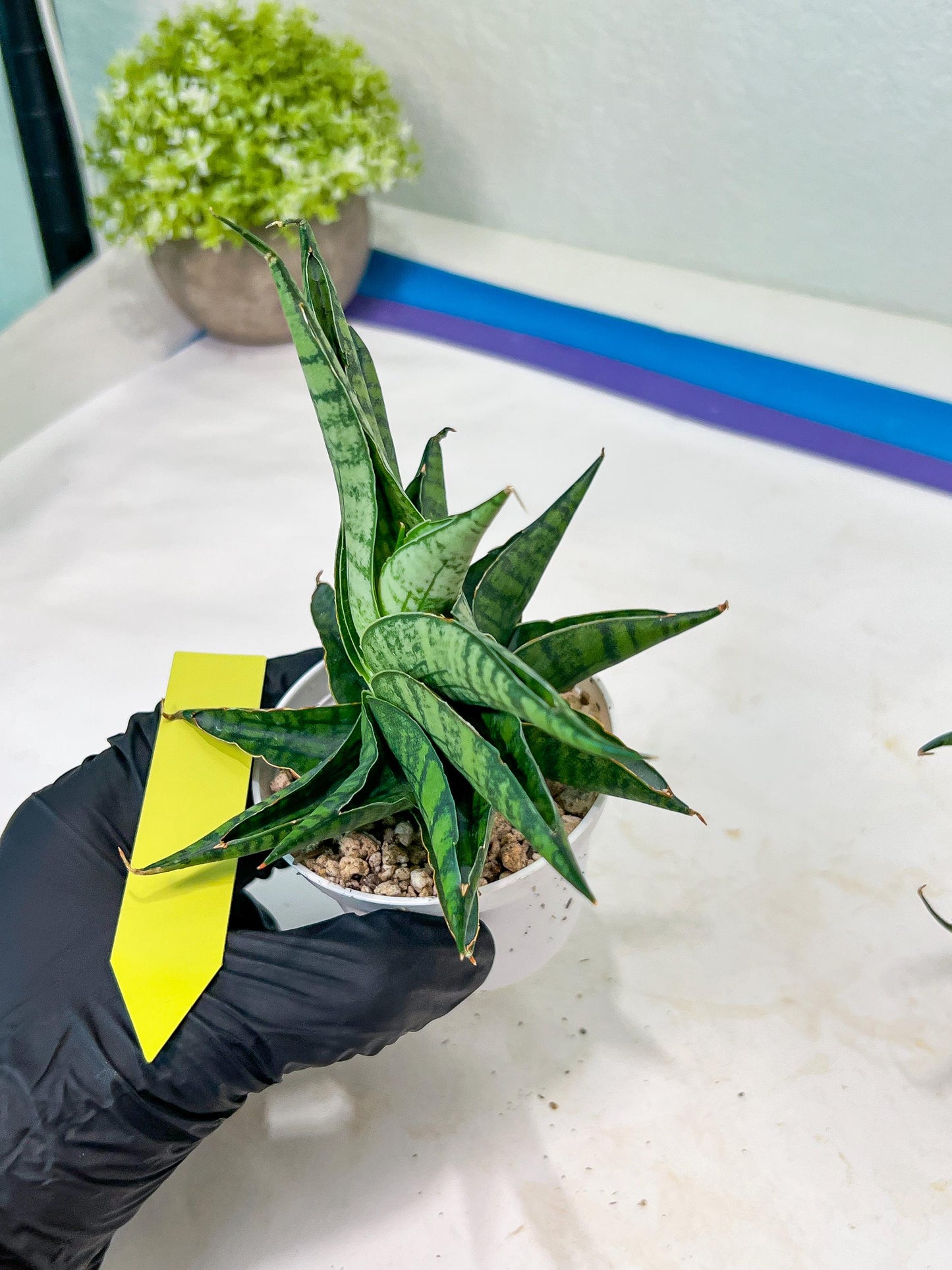 Sansevieria AFF Sindoro (H23) | Imported Hybrids