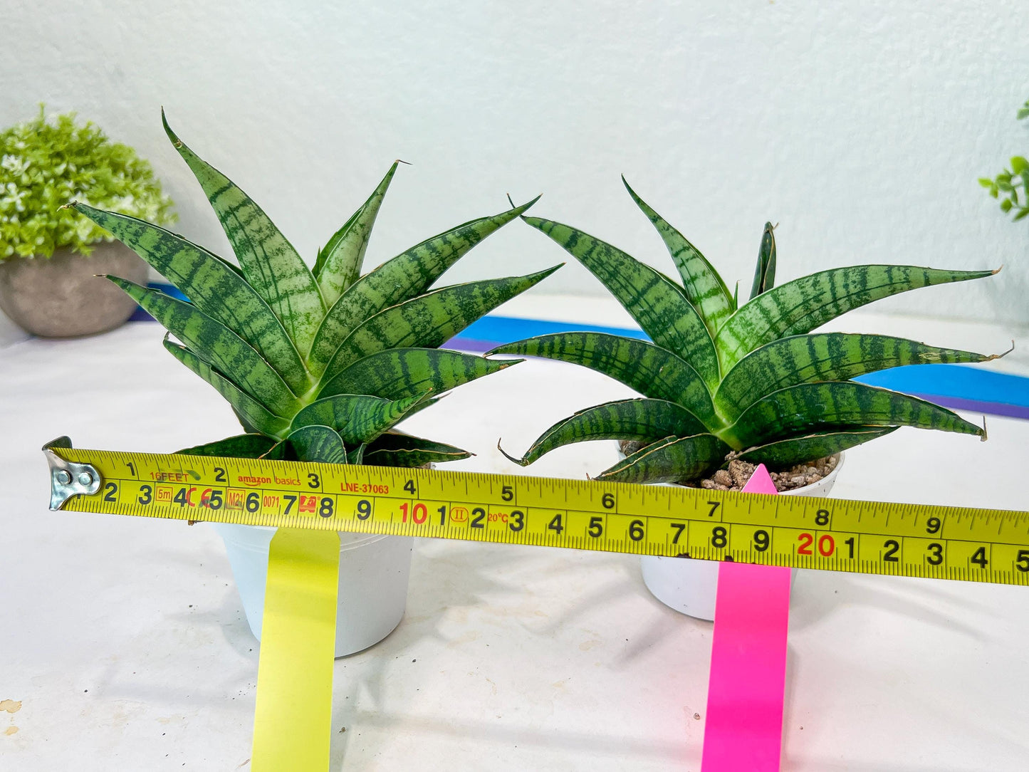 Sansevieria AFF Sindoro (H23) | Imported Hybrids