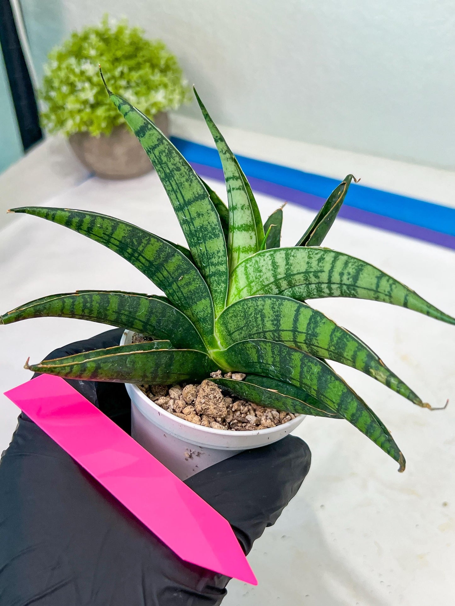 Sansevieria AFF Sindoro (H23) | Imported Hybrids