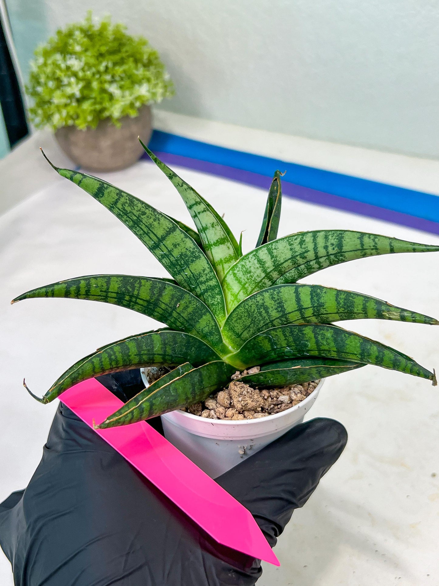 Sansevieria AFF Sindoro (H23) | Imported Hybrids