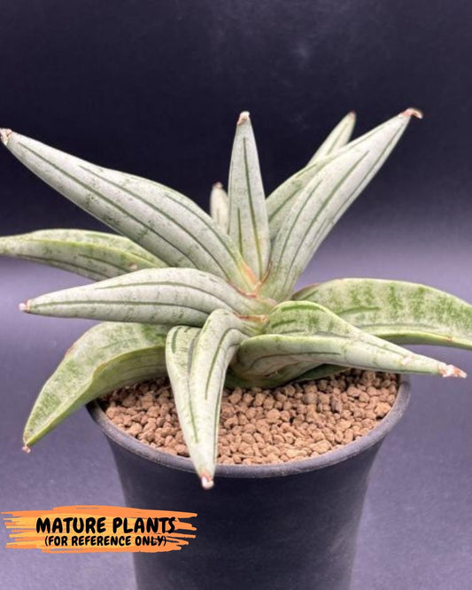Sansevieria Alfino (H24) | Imported Hybrid Snake Plants