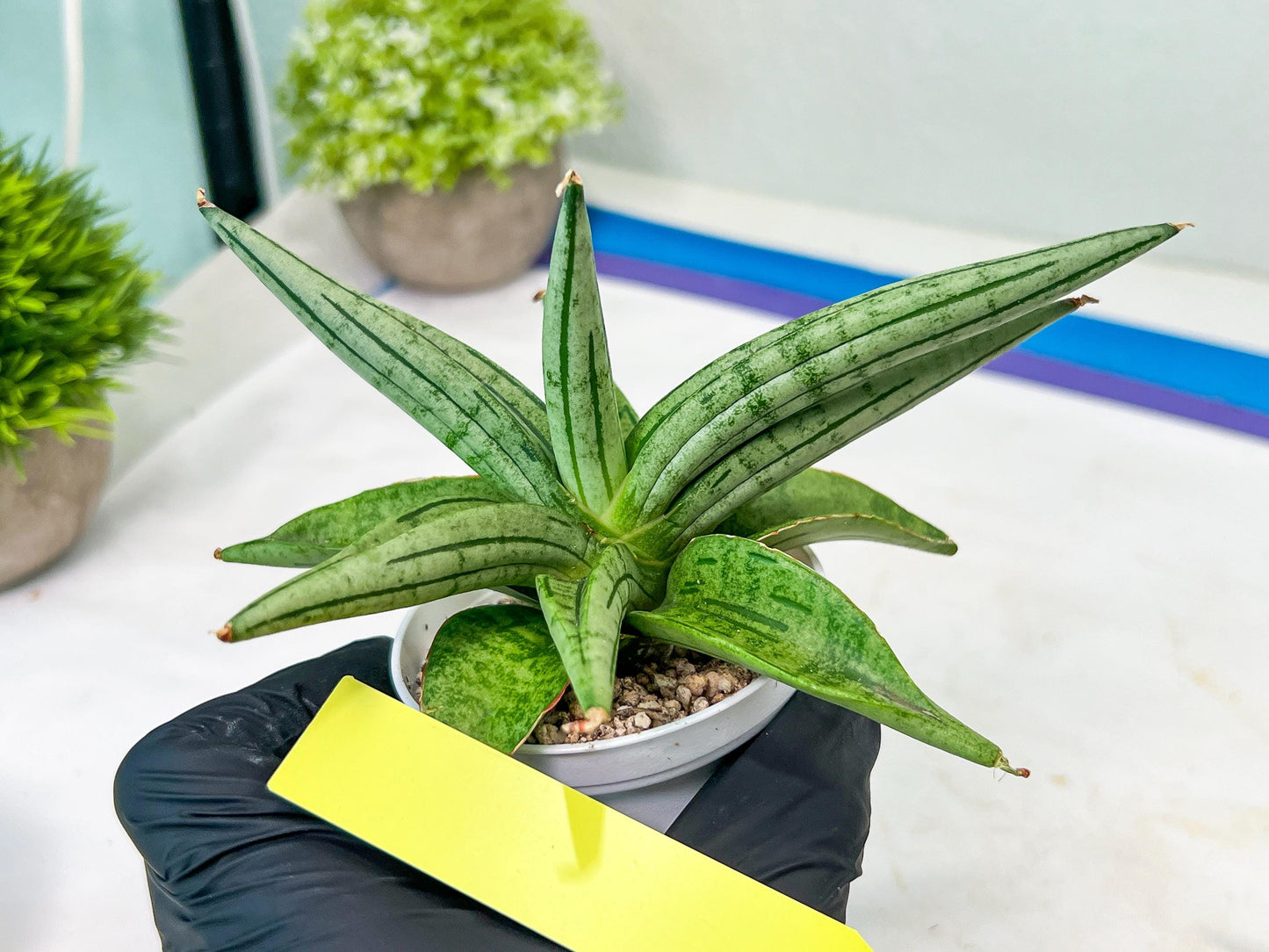 Sansevieria Alfino (H24) | Imported Hybrid Snake Plants