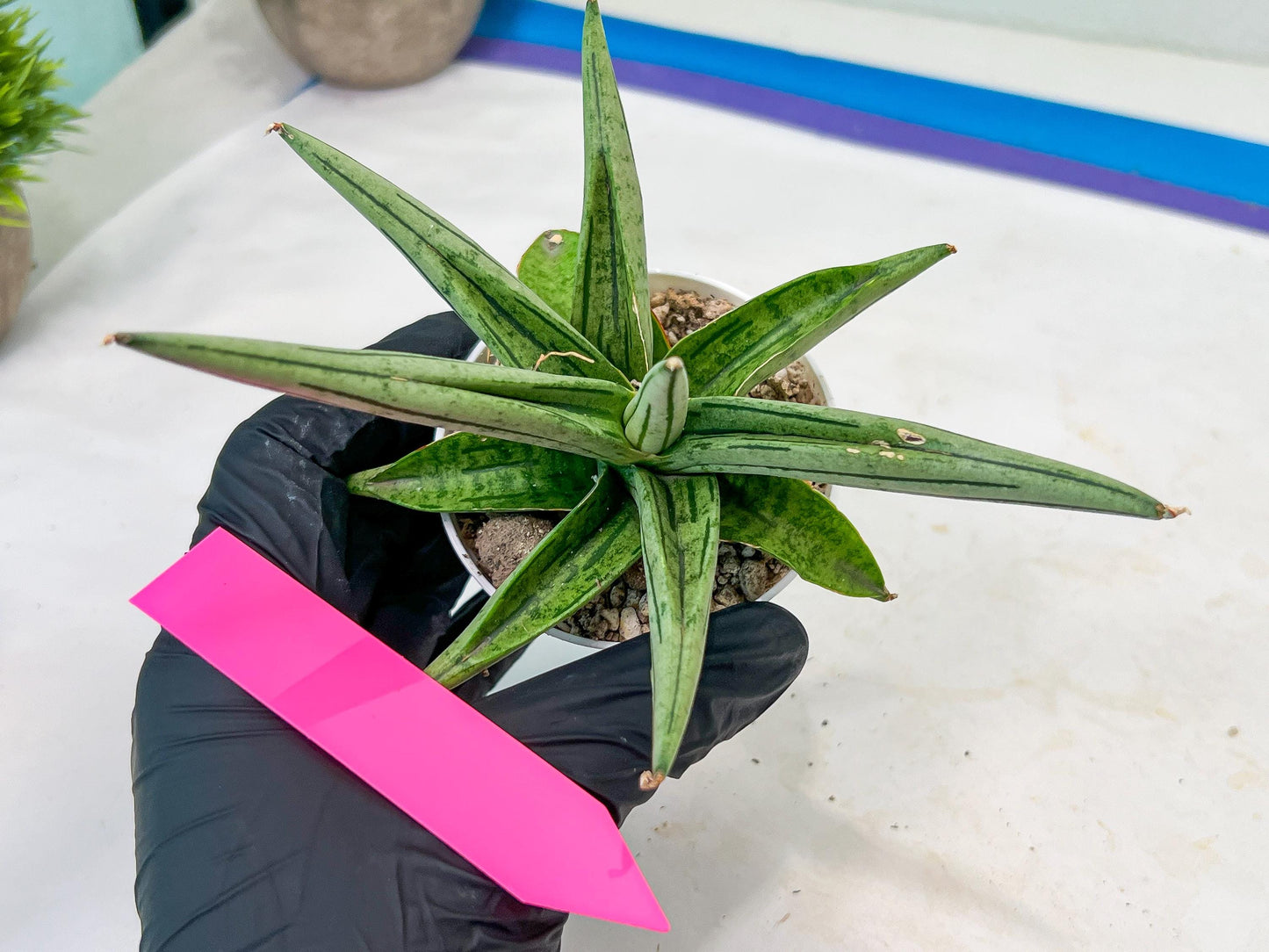 Sansevieria Alfino (H24) | Imported Hybrid Snake Plants