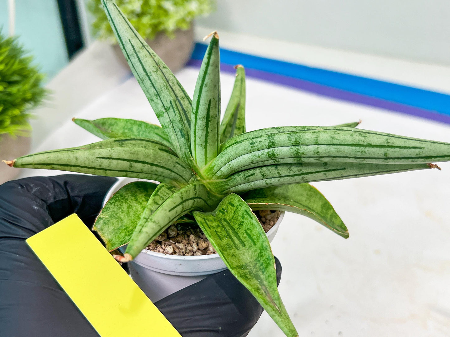 Sansevieria Alfino (H24) | Imported Hybrid Snake Plants