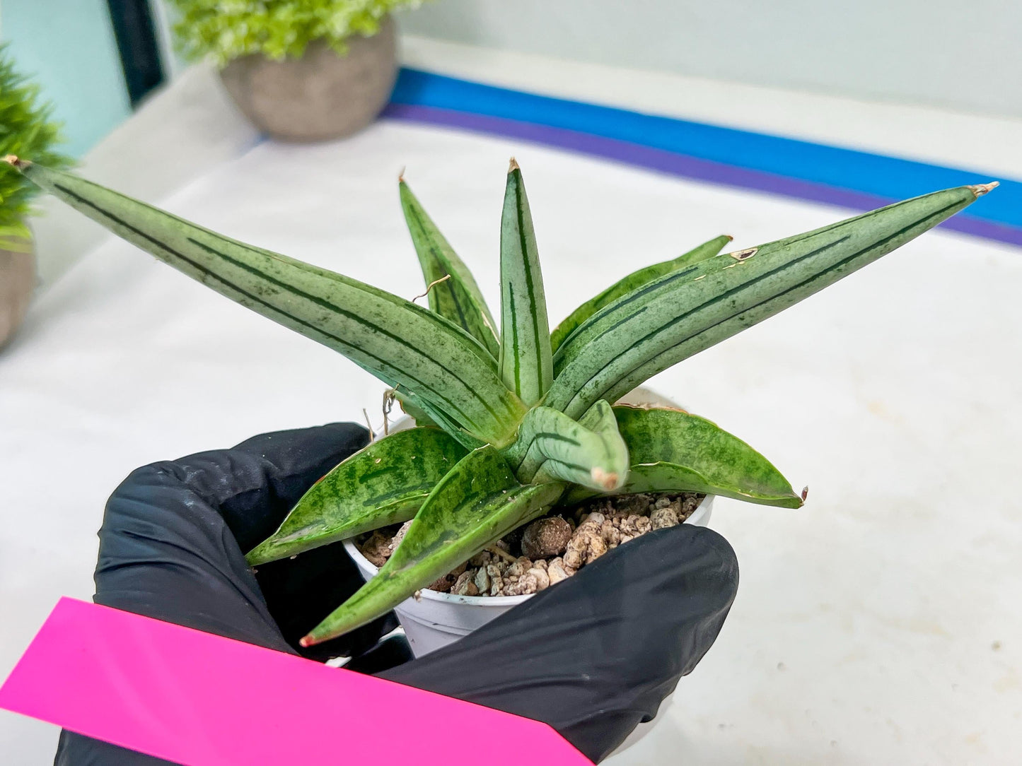 Sansevieria Alfino (H24) | Imported Hybrid Snake Plants