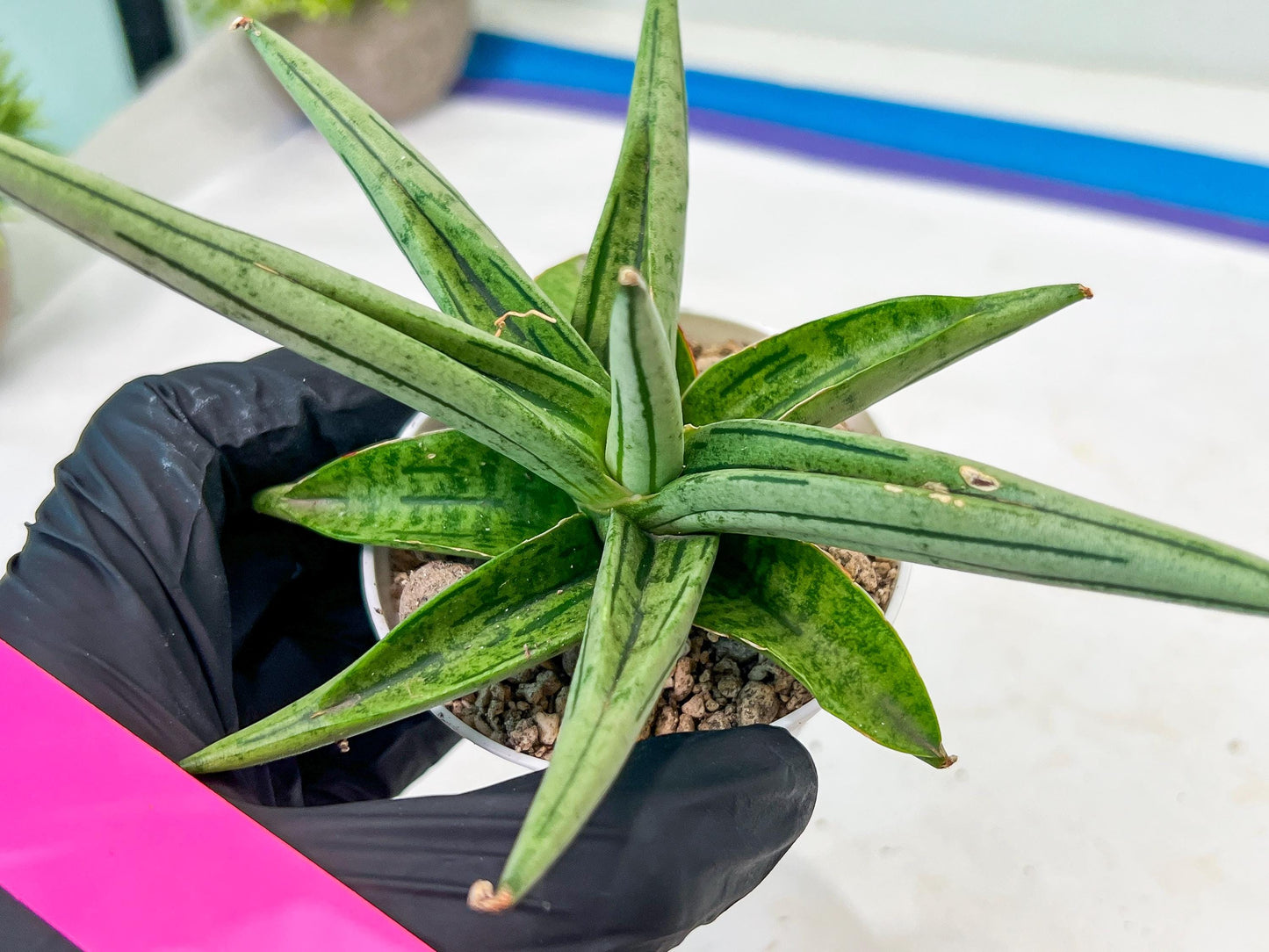 Sansevieria Alfino (H24) | Imported Hybrid Snake Plants