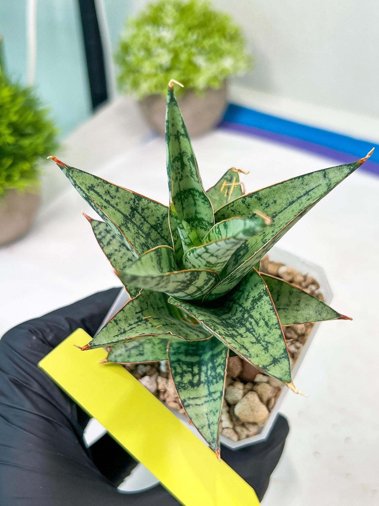 Sansevieria Riyad x spyder (H26) | Imported Plants | Rare Hybrid Species