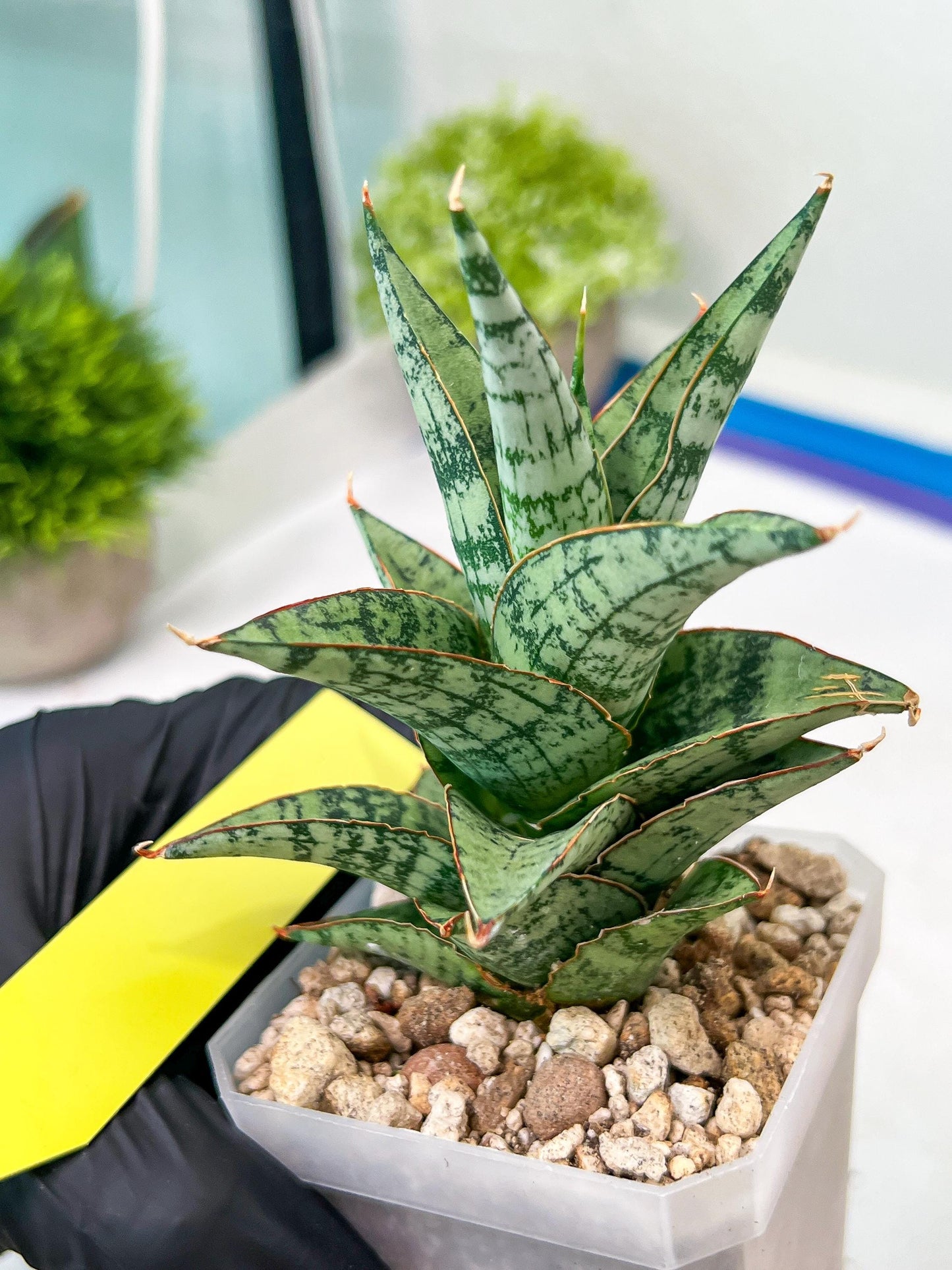 Sansevieria Riyad x spyder (H26) | Imported Plants | Rare Hybrid Species
