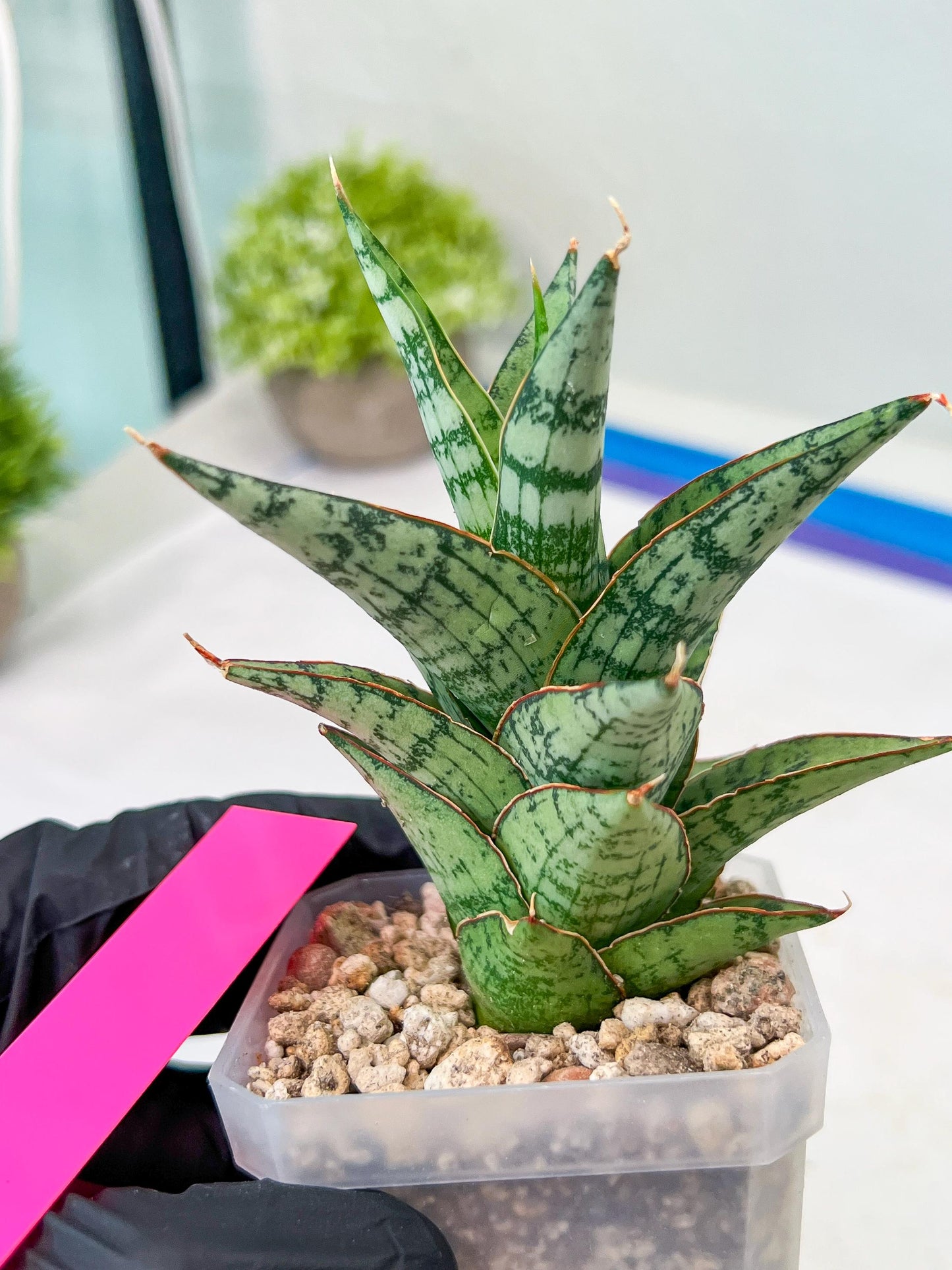 Sansevieria Riyad x spyder (H26) | Imported Plants | Rare Hybrid Species