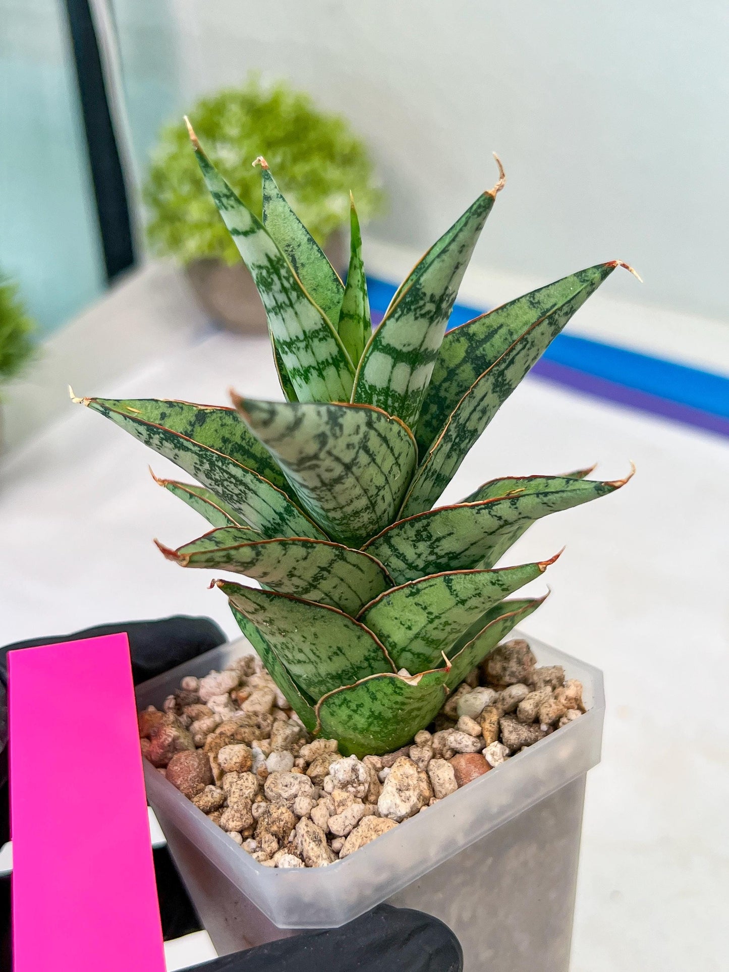 Sansevieria Riyad x spyder (H26) | Imported Plants | Rare Hybrid Species