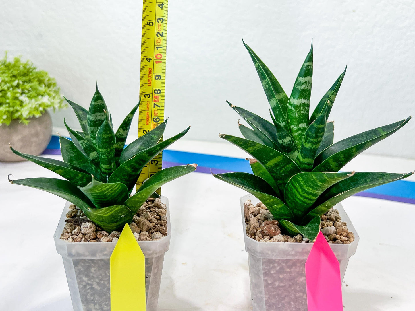 Sansevieria Conan (H27) | Imported Hybrids