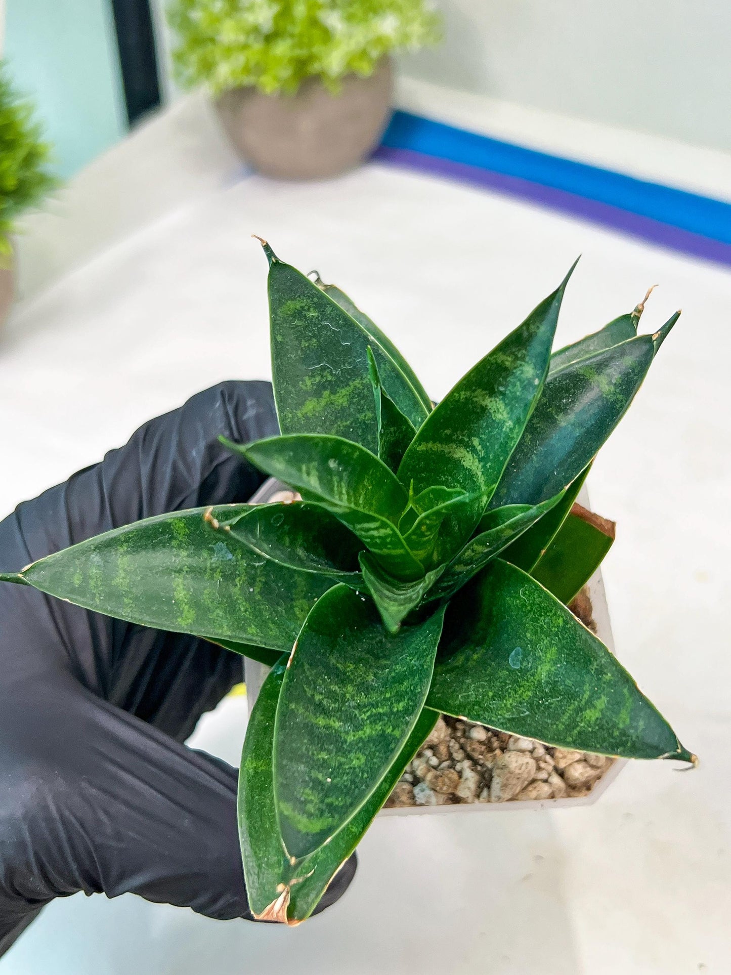 Sansevieria Conan (H27) | Imported Hybrids
