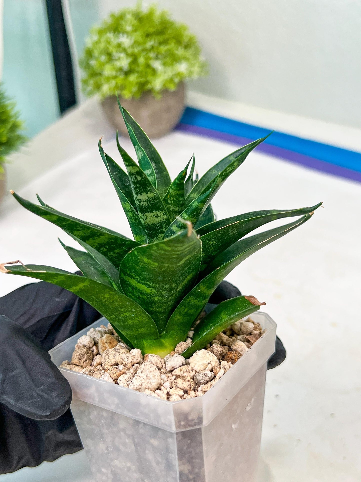 Sansevieria Conan (H27) | Imported Hybrids