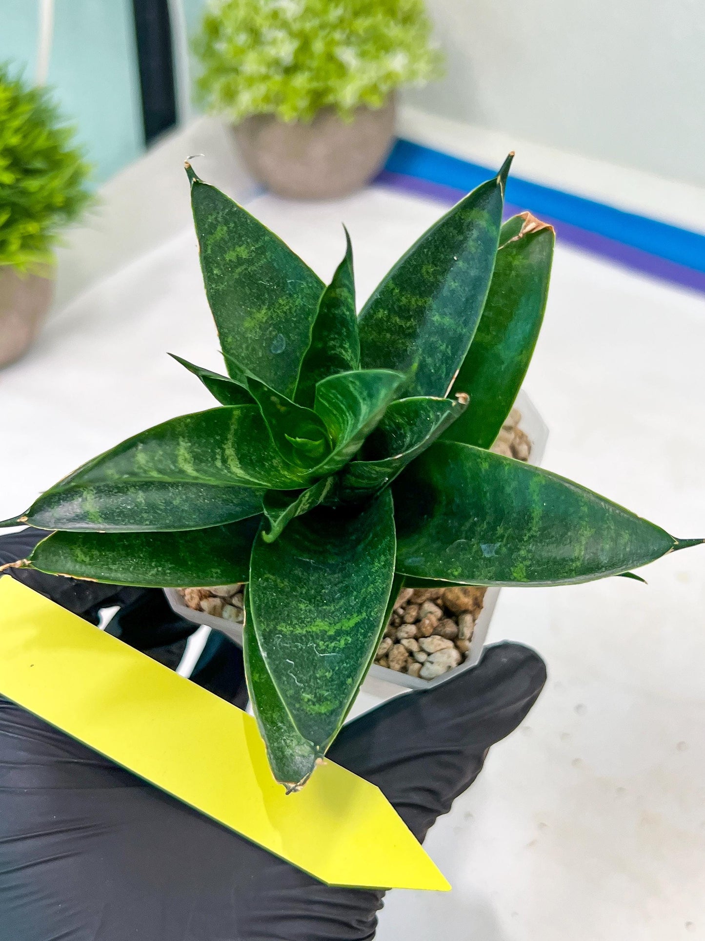 Sansevieria Conan (H27) | Imported Hybrids