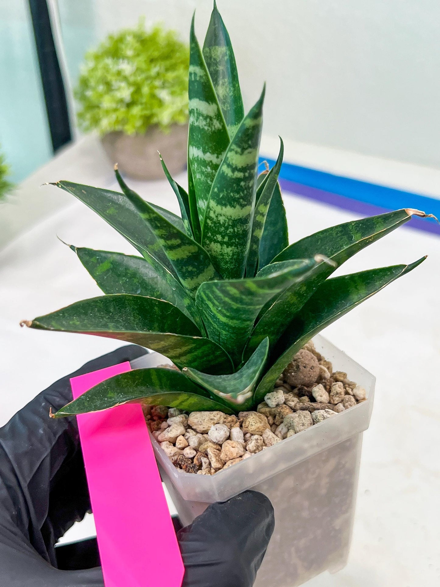 Sansevieria Conan (H27) | Imported Hybrids