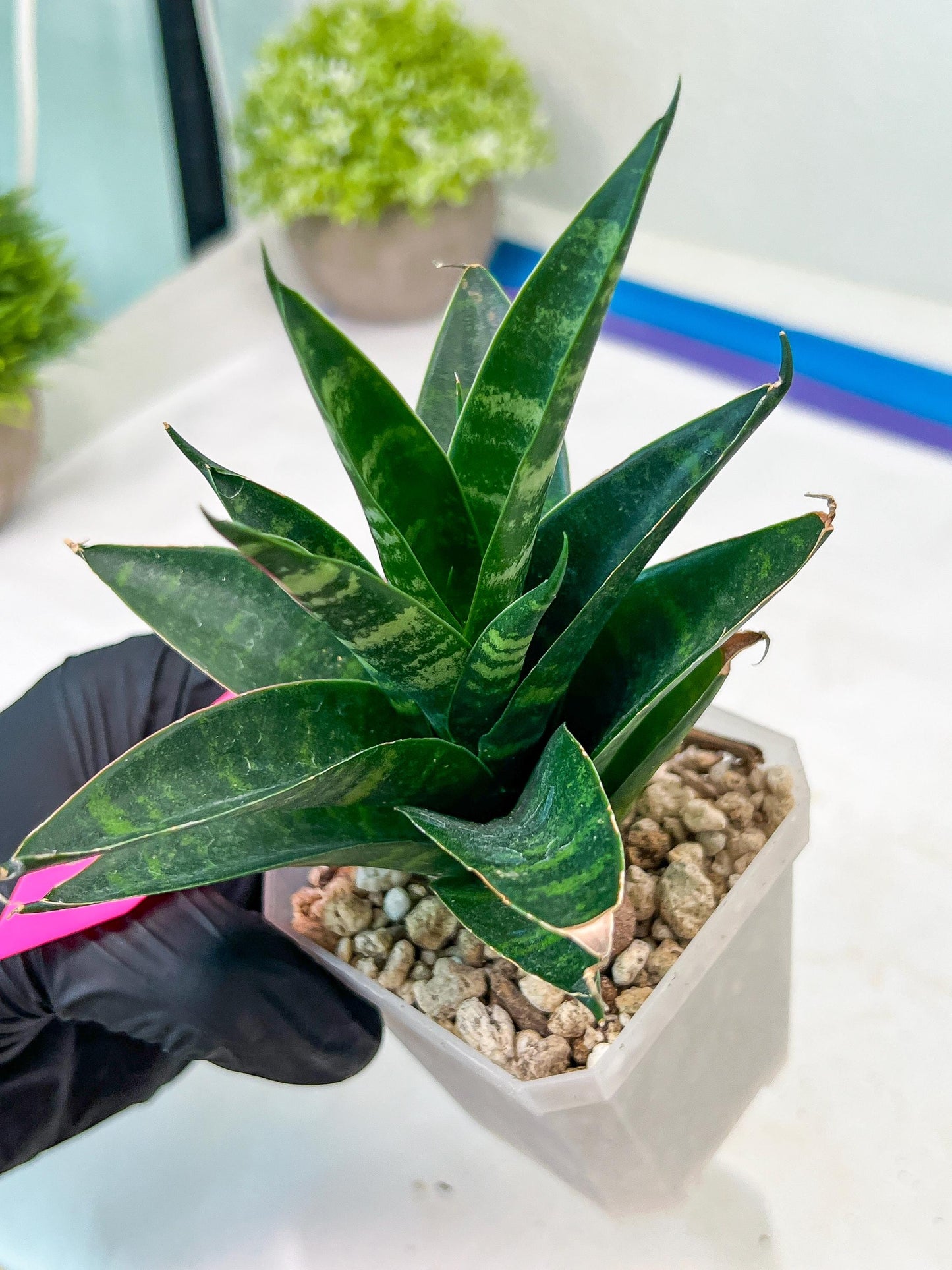 Sansevieria Conan (H27) | Imported Hybrids