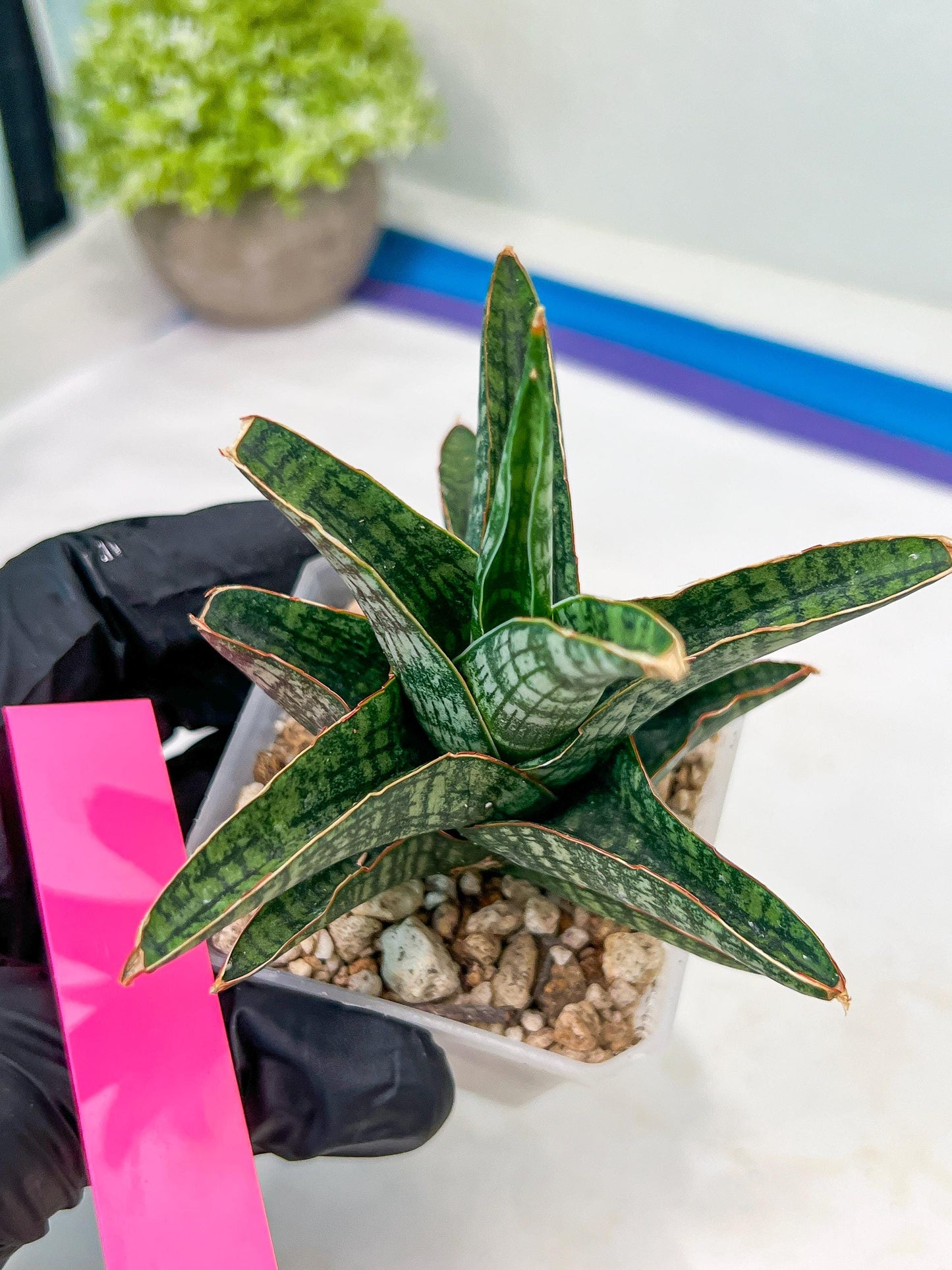 Sansevieria Samosir (H29) | Imported Hybrid
