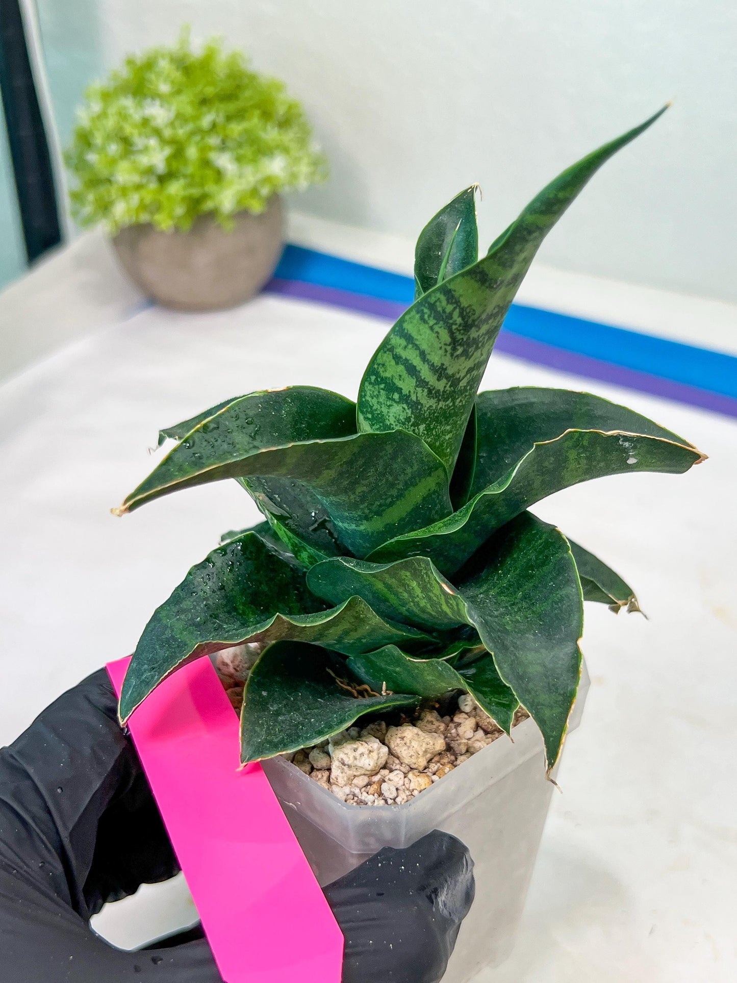 Sansevieria Mbois (H30) | Imported Snake Plant
